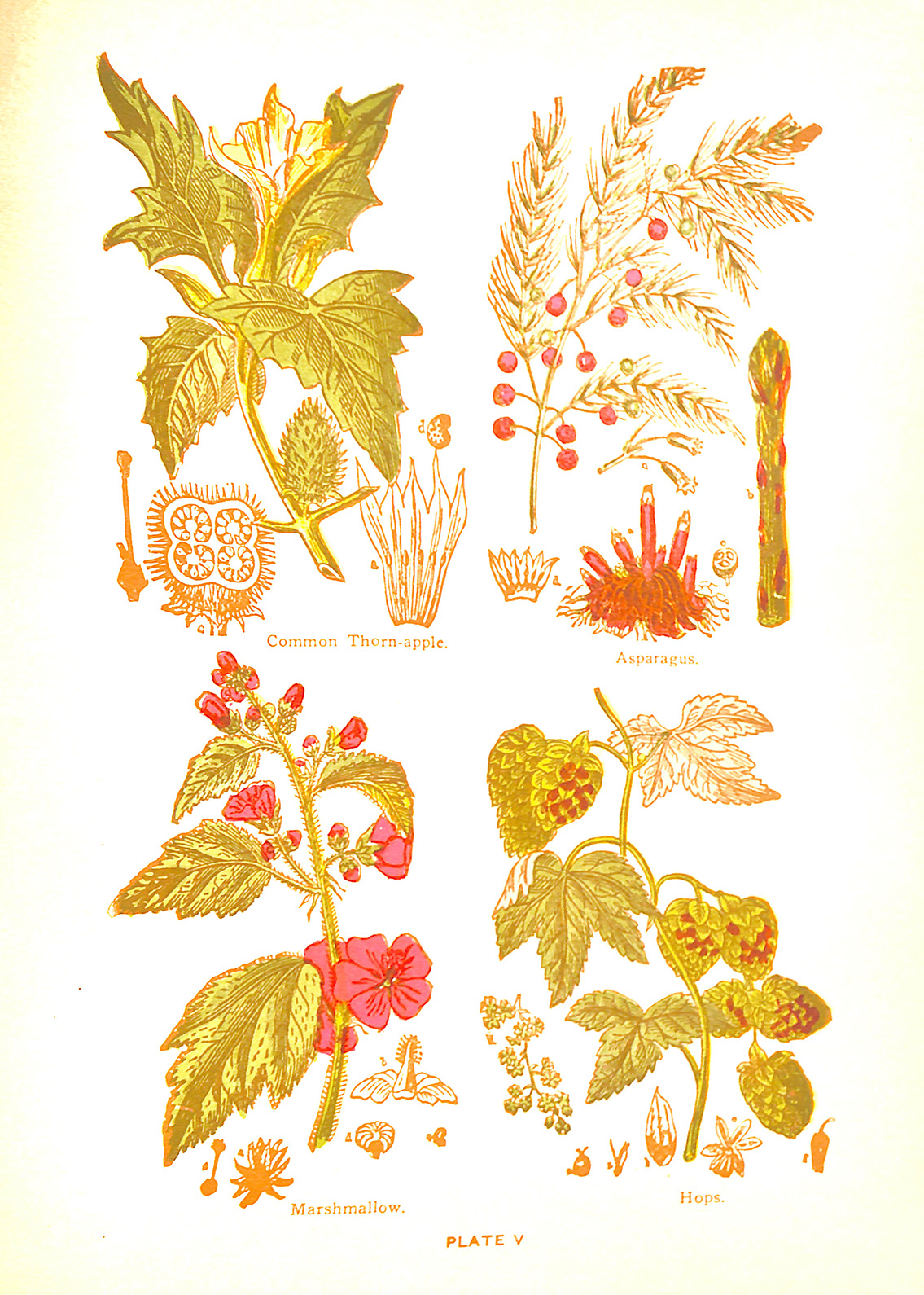 Plants Plate V