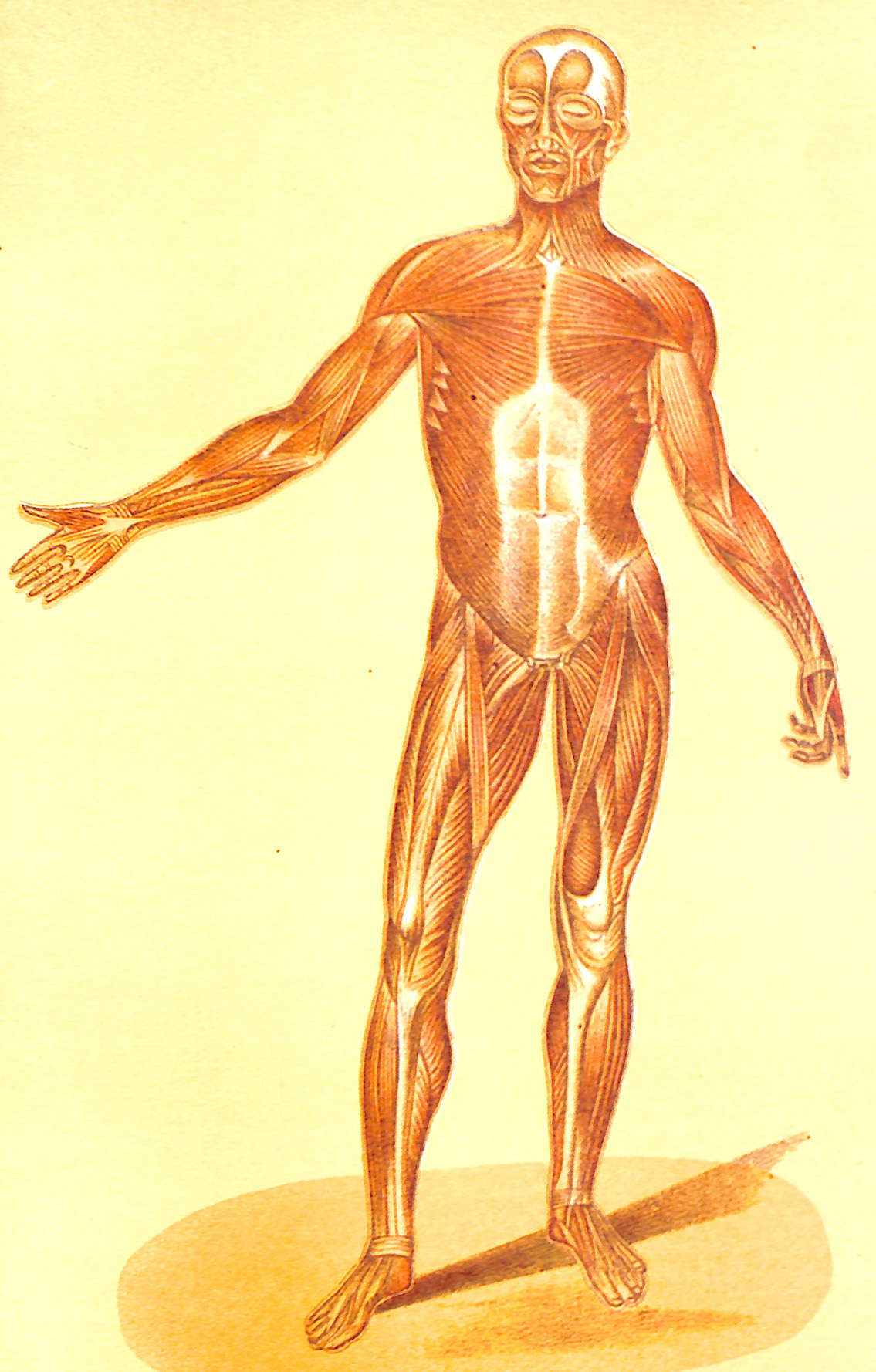 The Human Muscular System