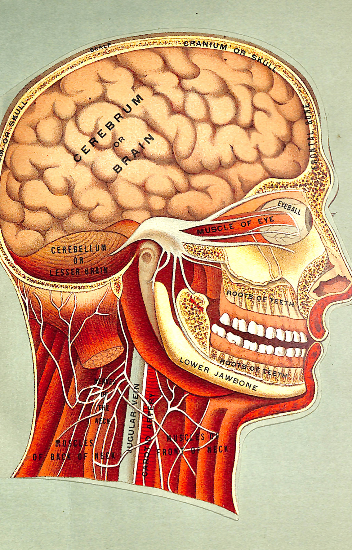 Muscles and Organs of the Head