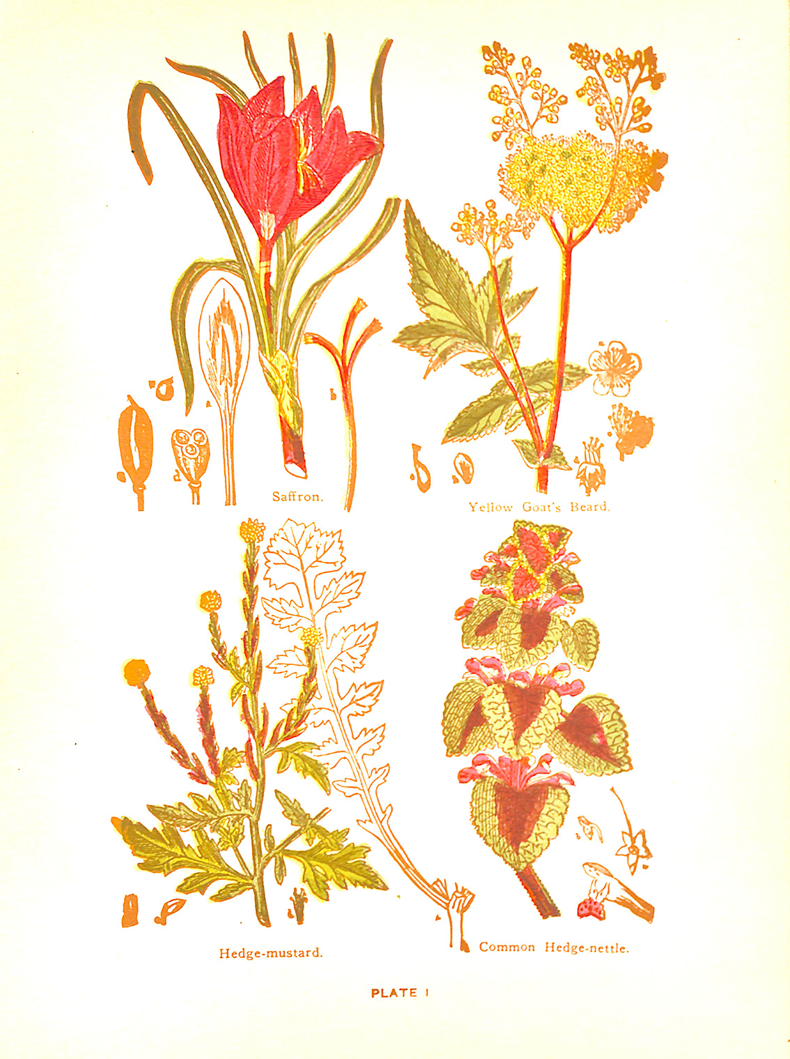 Plants Plate I