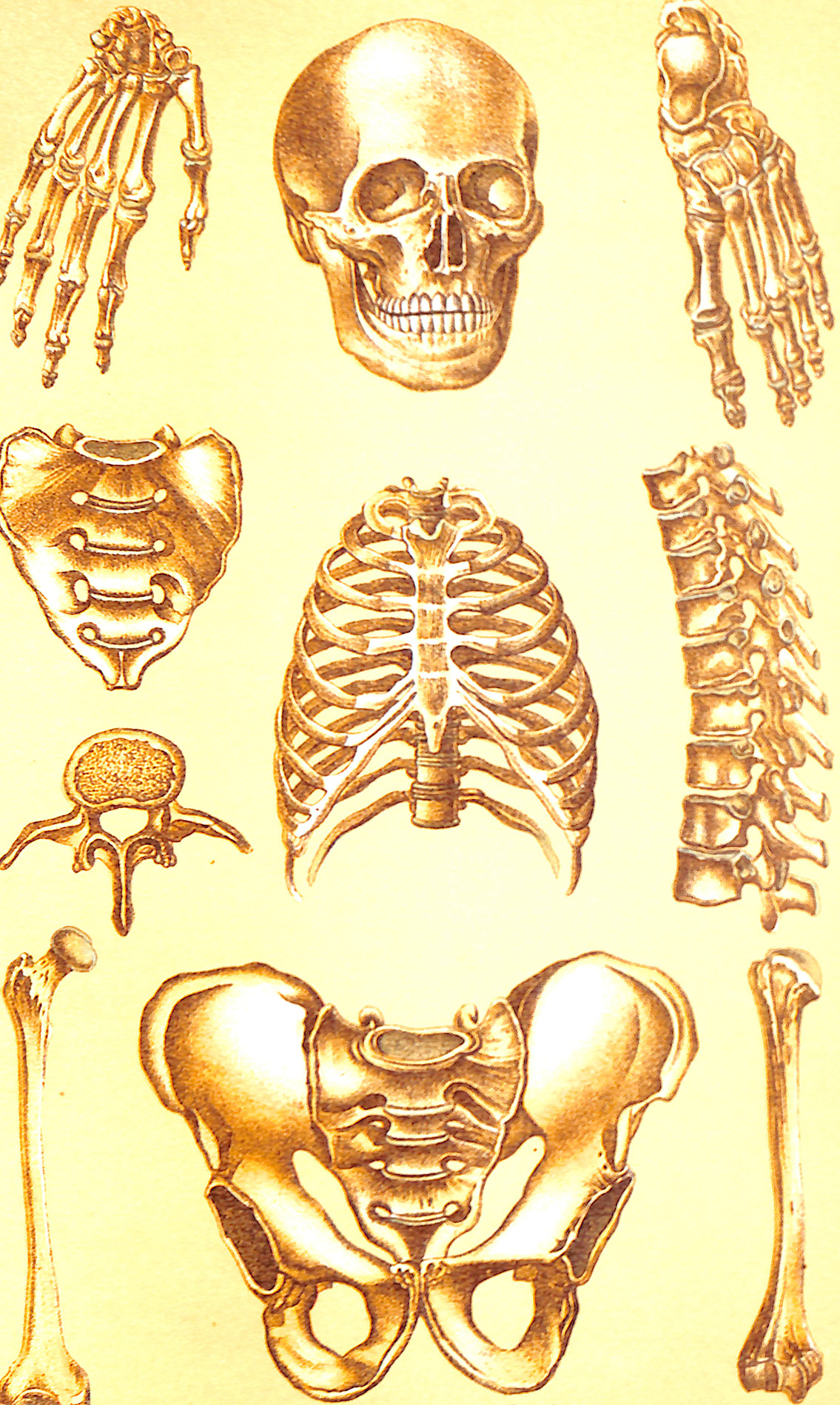 The Human Skeleton