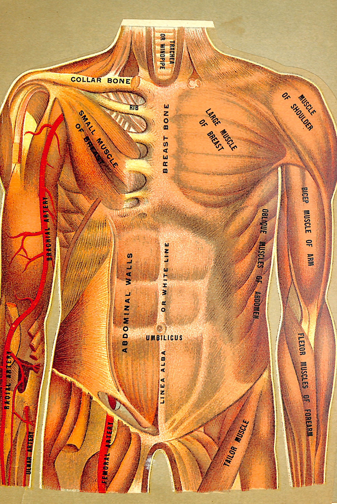 Circulatory and Muscular System