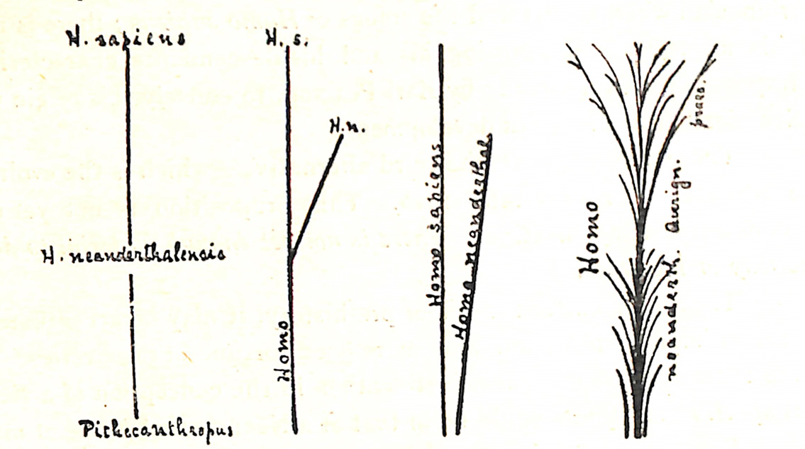 A Diagram of Evolution