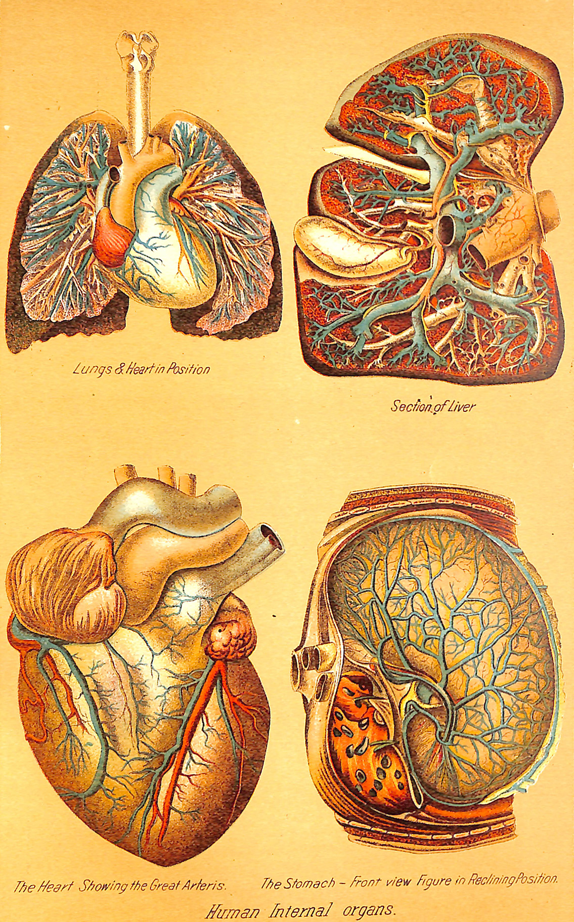 Internal Organs