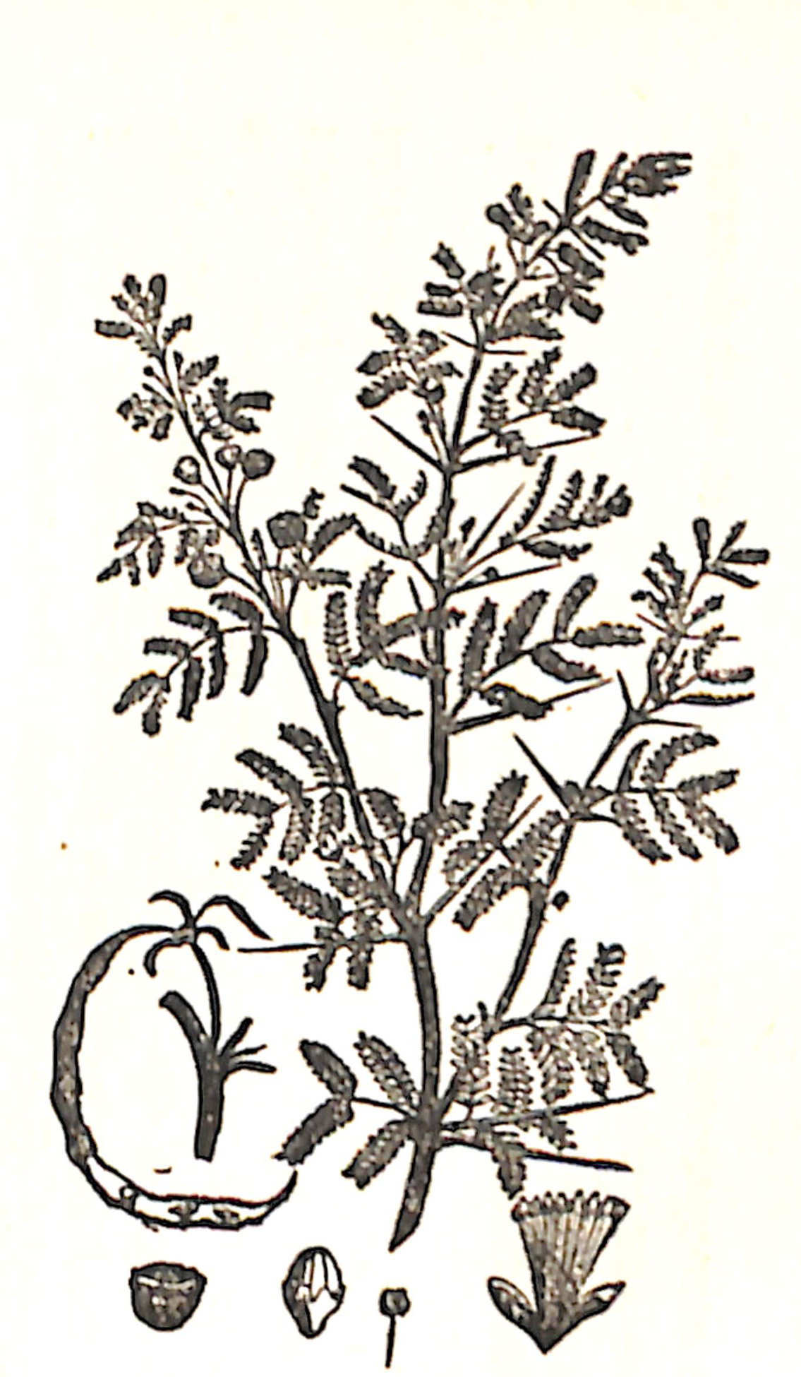 A Sprig of Acacia