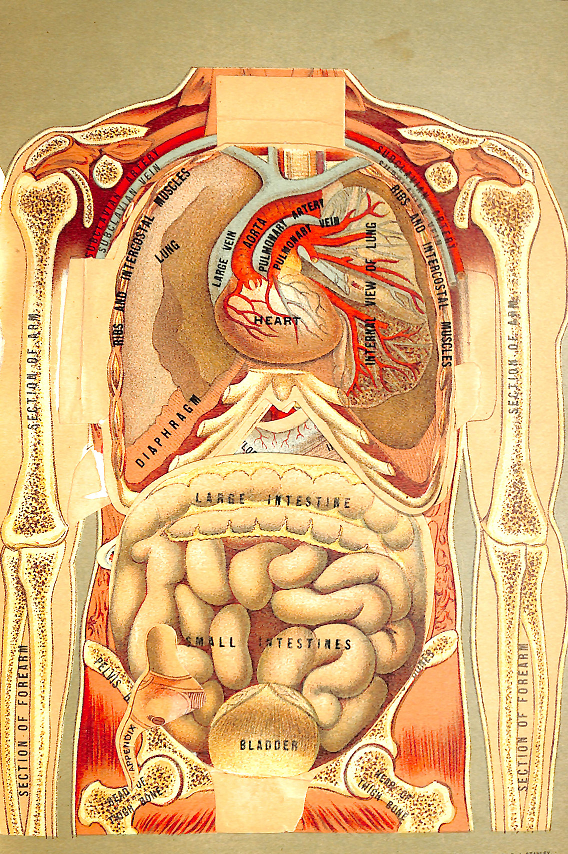 The Internal Organs