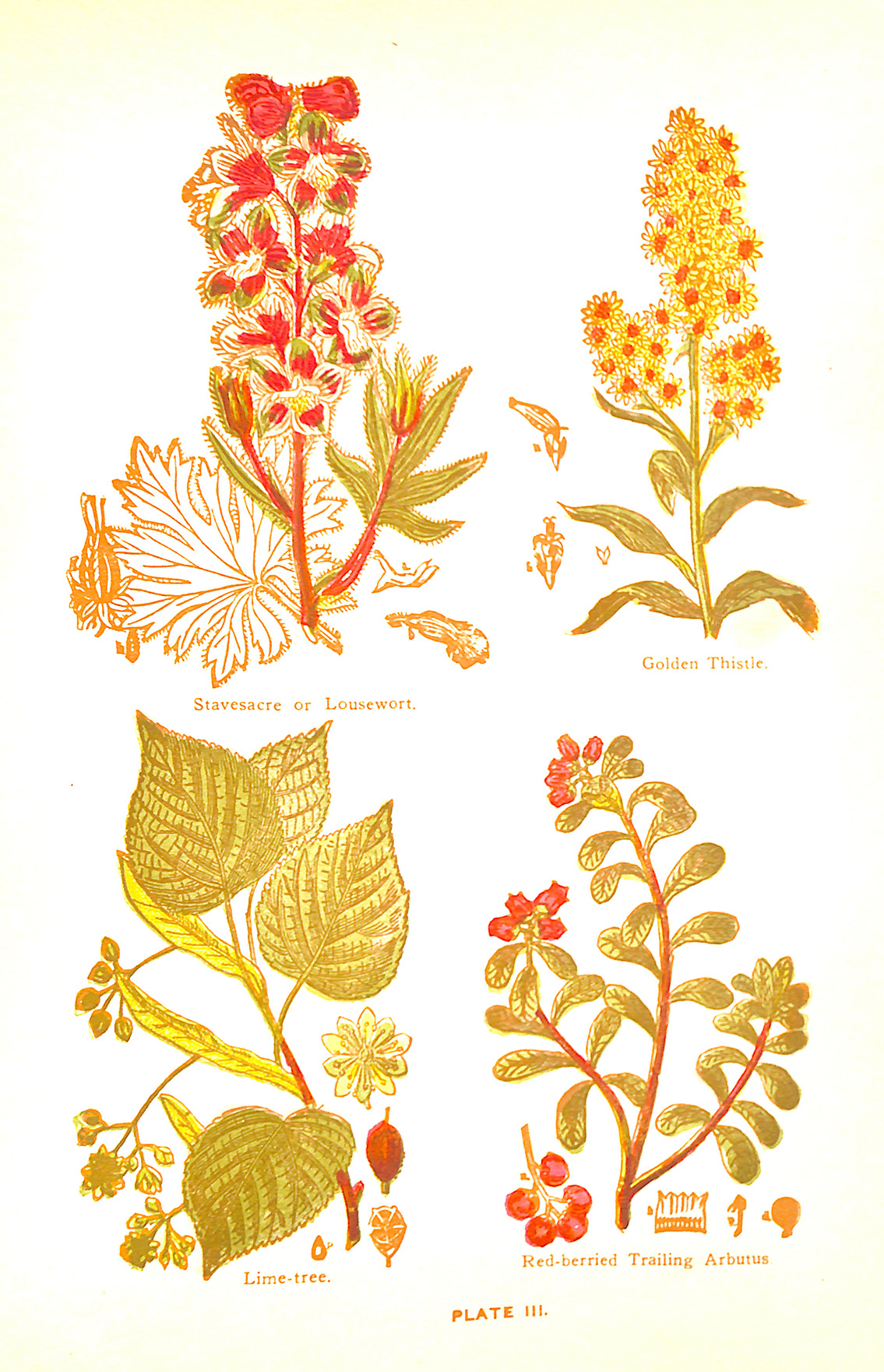 Plants Plate III