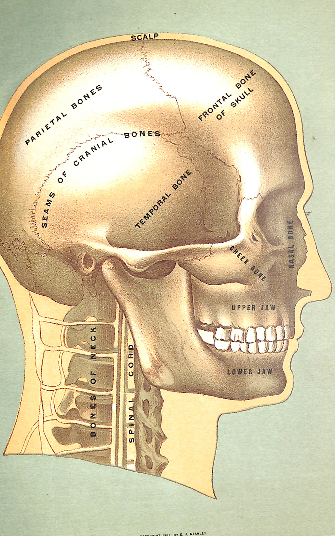 The Bones of the Head